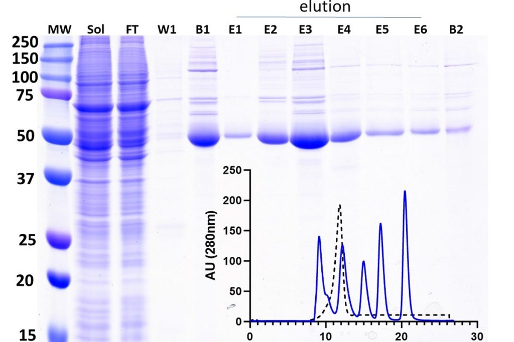 Protein Production Services