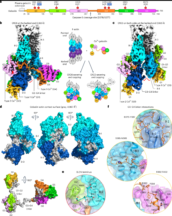 Featured publication - Mechanism of actin filament severing and capping by gelsolin